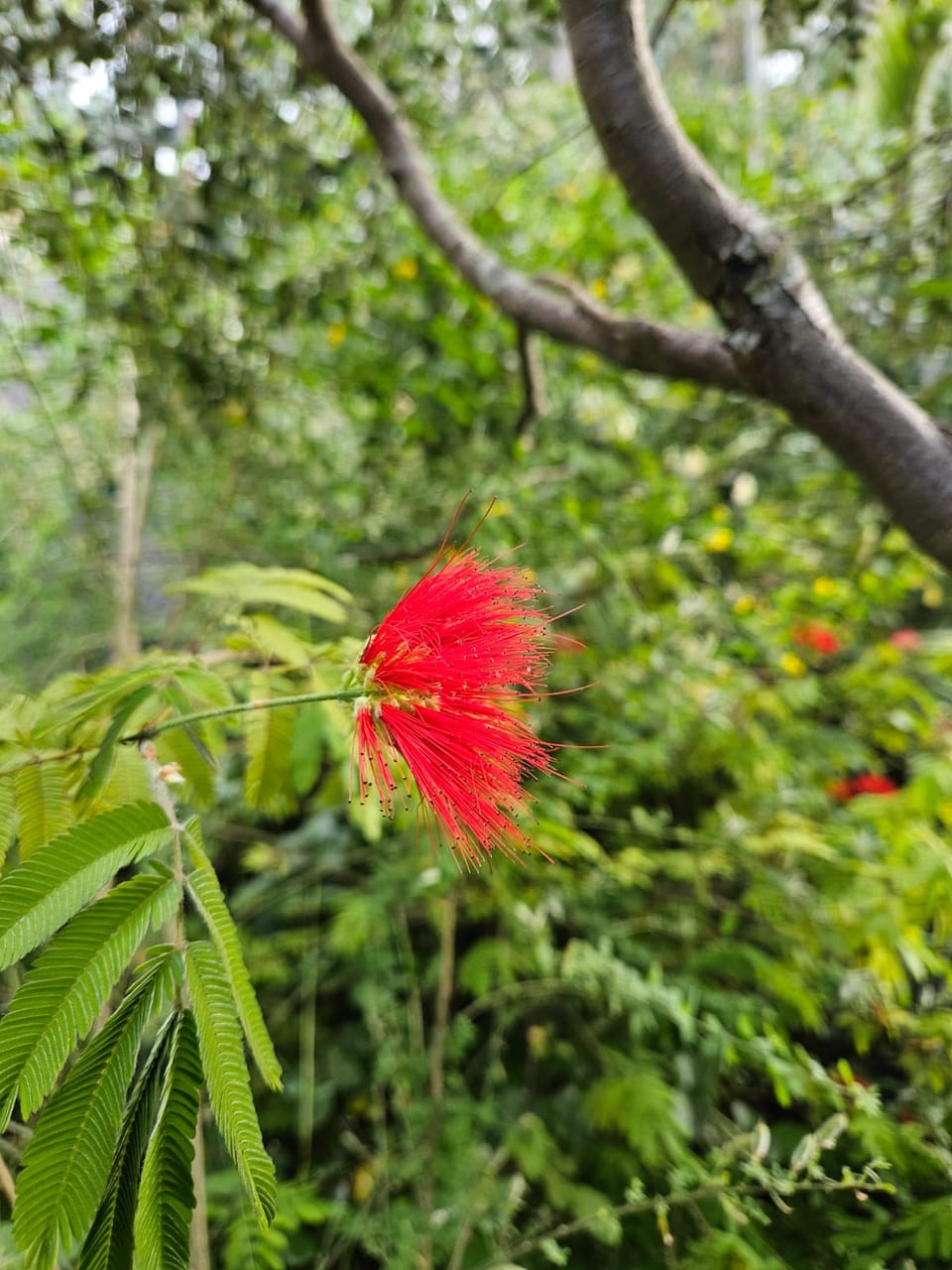 Definición(es) de Inteligencia Artificial - Primera Parte