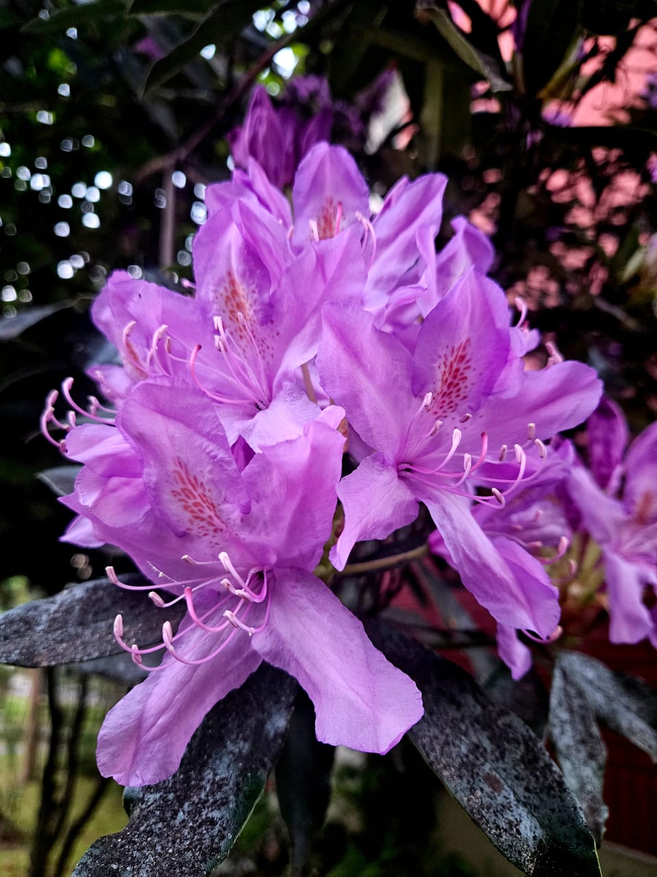 Inteligencia Artificial - ¿Porqué me metí en esto?